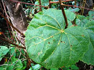 Tilia grandiflora