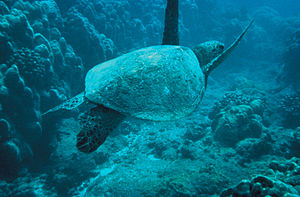 Yassı sırtlı deniz kaplumbağası