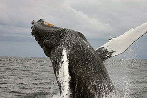 Çubuklu balinalar