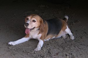 Beagle (köpek)