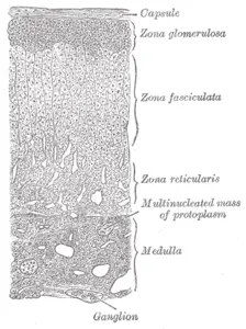 Böbreküstü bezlerindeki salgı hücreleri