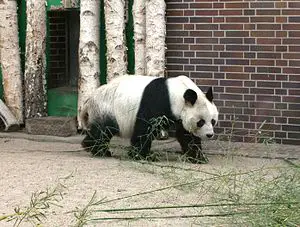 Büyük panda