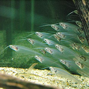 Cam kedibalığı