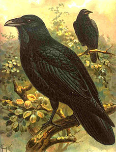 Corvus ruficollis