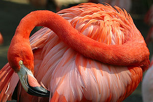 Flamingogiller