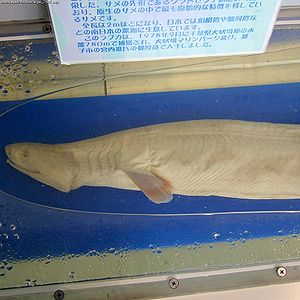 Fırfırlı köpekbalığı