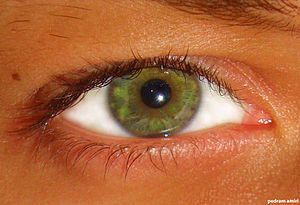 Göz rengi