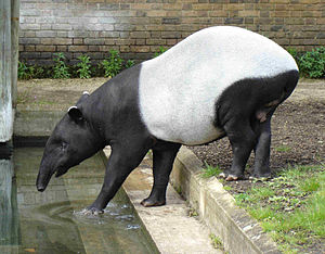 Hint tapiri
