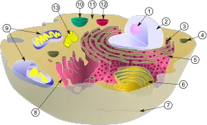 Hücre (biyoloji)