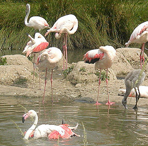 Karaib flamingosu