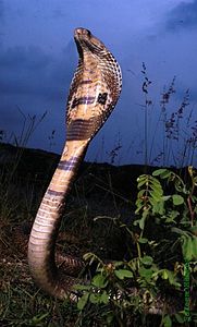 Kobra ( yılan )