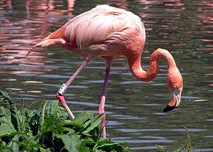 Küba flamingosu