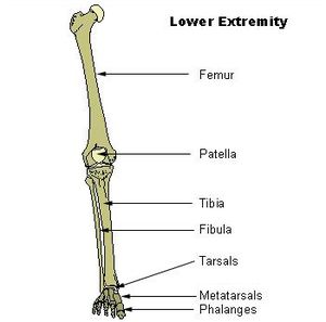 Lateral malleolus