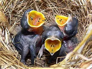 Mahmuzlu incir kuşu