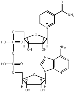 Nikotinamid adenin dinükleotit