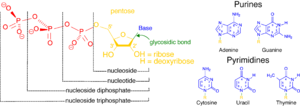 Nükleotidler
