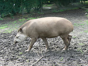 Ova tapiri