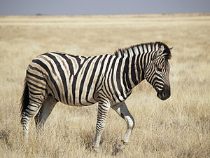 Ova zebrası