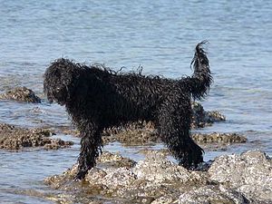 Portekiz su köpeği