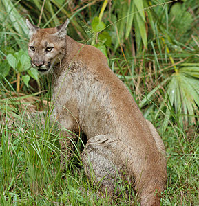 Puma concolor coryi