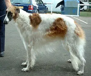 Rus kurt köpeği