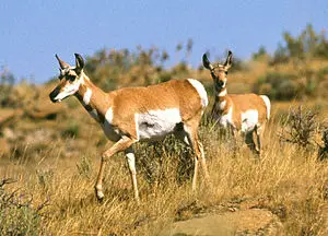 Çatal boynuzlu antilop