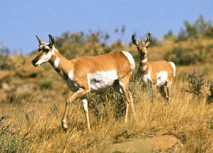 Çatalboynuzlu antilop