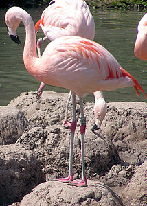 Şili flamingosu