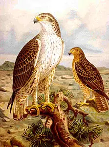 Aquila fasciatus