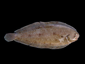 Bayağı dil balığı