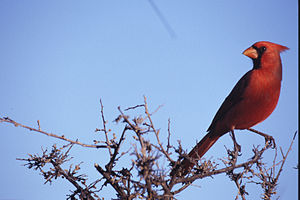 Bayağı kardinal kuşu