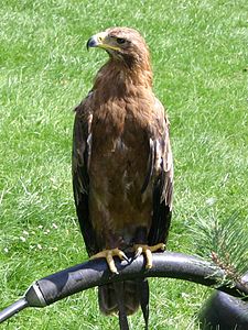 Aquila rapax nipalensis