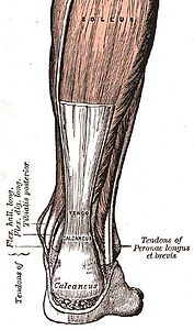 Aşil tendon