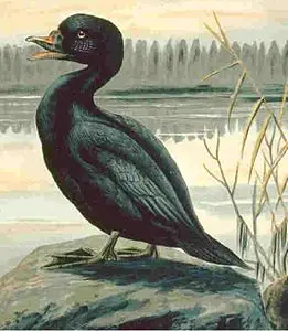 Bayağı kara ördek