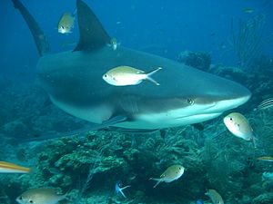 Boğa Köpekbalığı