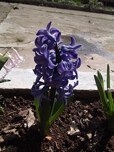 Hyacinthus
