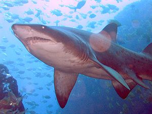Kaplan kum köpekbalığı