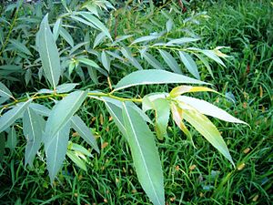 Salix pendtandroides