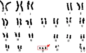 24. kromozom