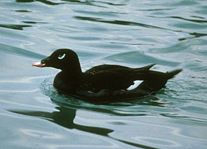 Ak kanatlı kara ördek