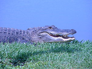 Alligatorgiller