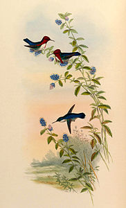 Arı kolibri