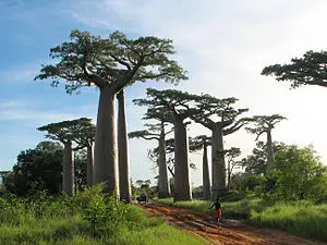 Büyük baobab