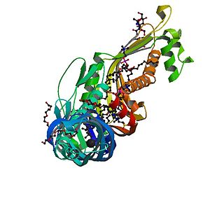Cholesteryl ester transfer protein