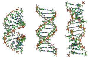 DNA'nın yapısı