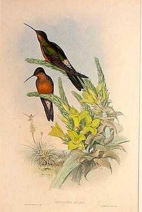 Dev kolibri