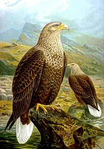 Falco albicilla