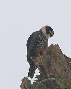 Falco albigularis