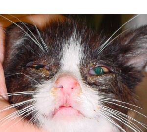 Feline viral rhinotracheitis