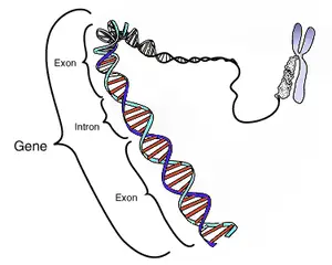 Gen (biyoloji)